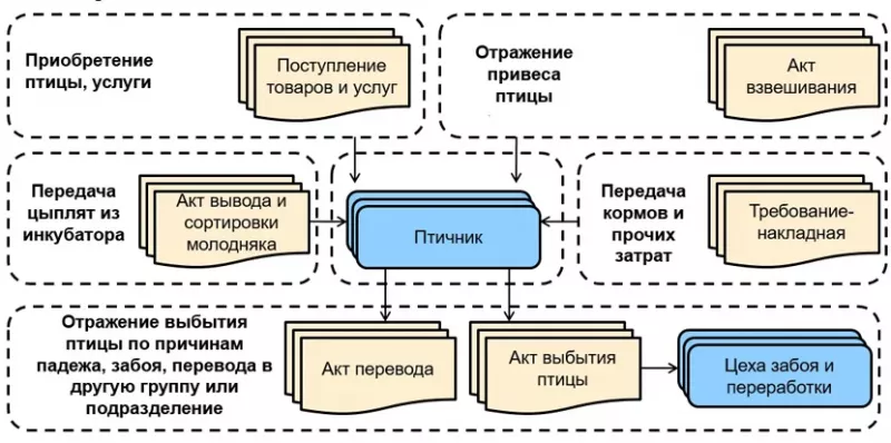 Выращивание молодняка